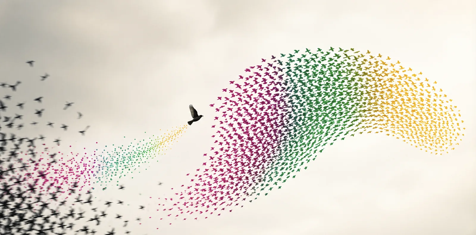 A murmuration of birds forming a flowing arc in brand colours, symbolising collective communication